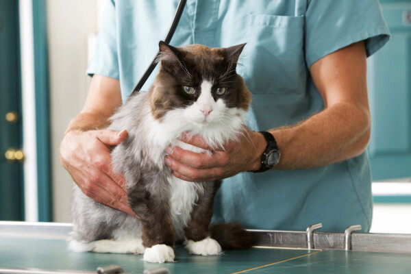 一只猫兽医诊所检查