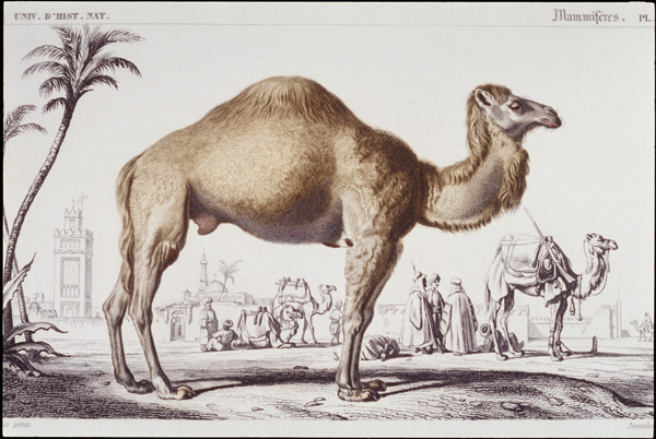 冬季里的骆驼