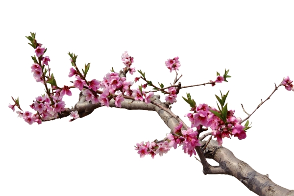 桃花花枝PSD素材