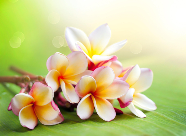 光斑與花朵圖片