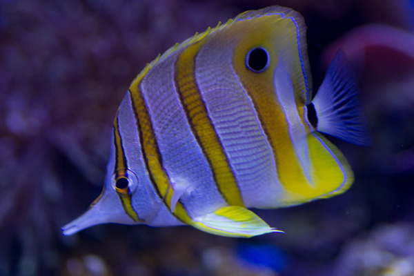 魚紋飾