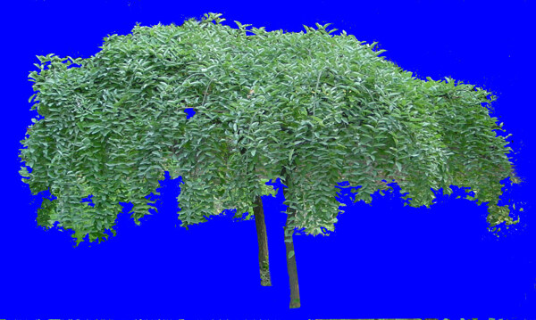 针叶树063植物素材