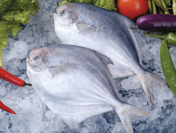 鯧魚(yú)圖片