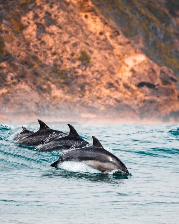 海豚在克尼斯纳冲浪