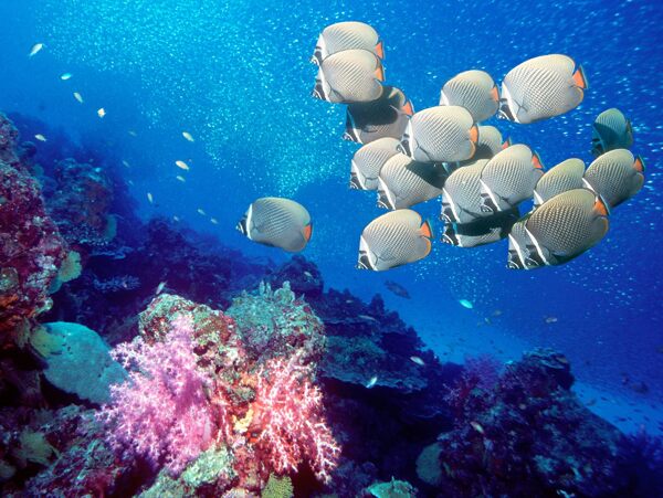 海洋珍稀魚類圖片