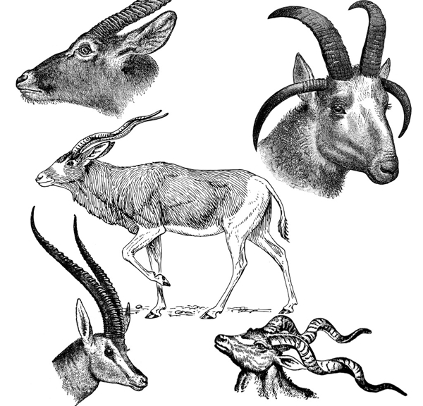 素描羚羊与山羊头