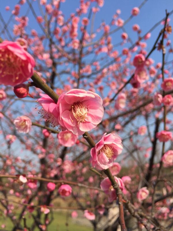 梅花