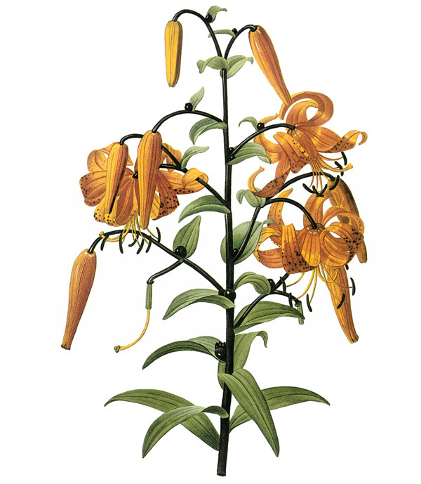 位圖寫實(shí)花卉藝術(shù)效果水彩花卉免費(fèi)素材