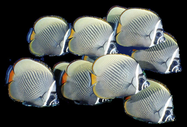 一群灰色帶條紋的魚(yú)免摳png透明素材