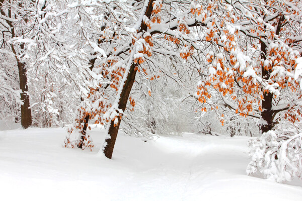 雪地上白雪覆盖的树木图片