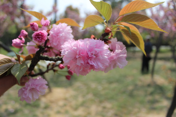 樱花春天图片