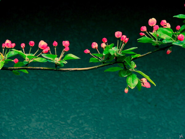 植物花朵