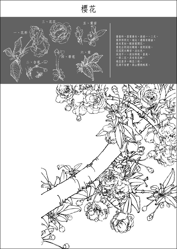 中国工笔画图谱矢量素材3140