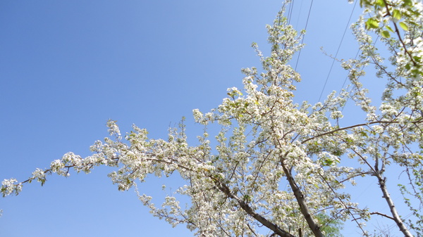 梨花天空圖片