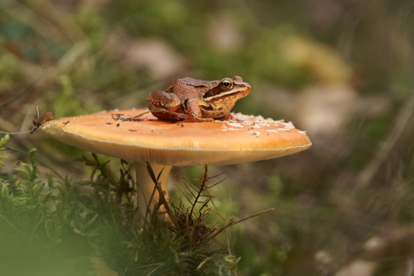 蘑菇上的青蛙图片