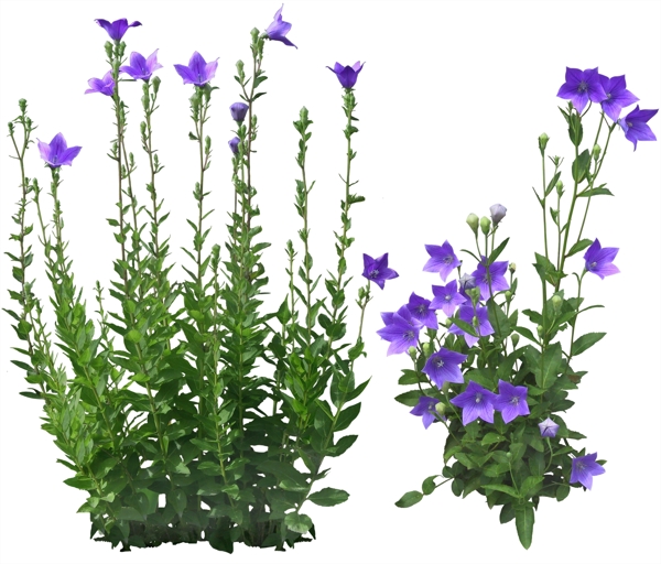 植物花圖片