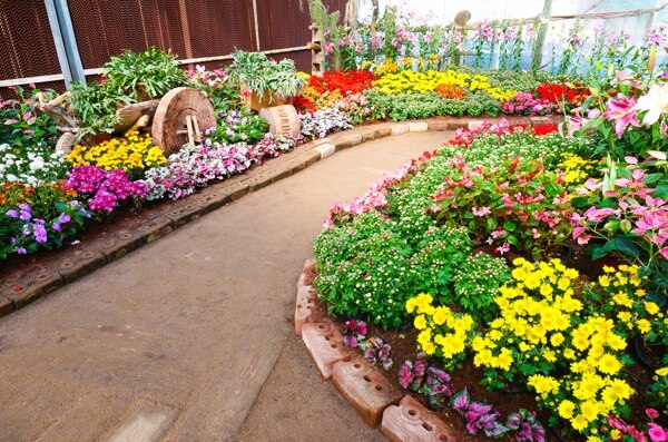 花園里的鮮花圖片
