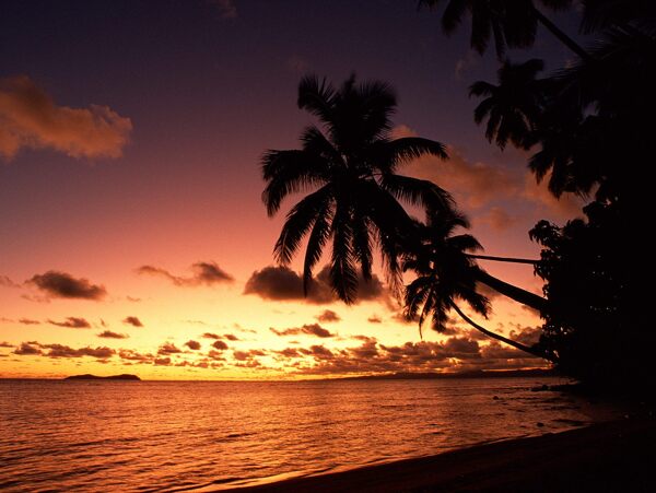 椰树与晚霞高清美景