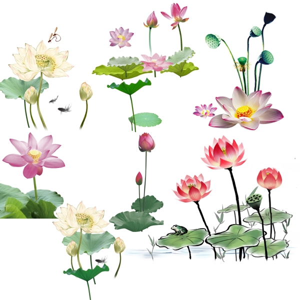 蓮花荷花