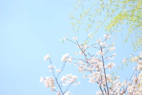 櫻花圖片