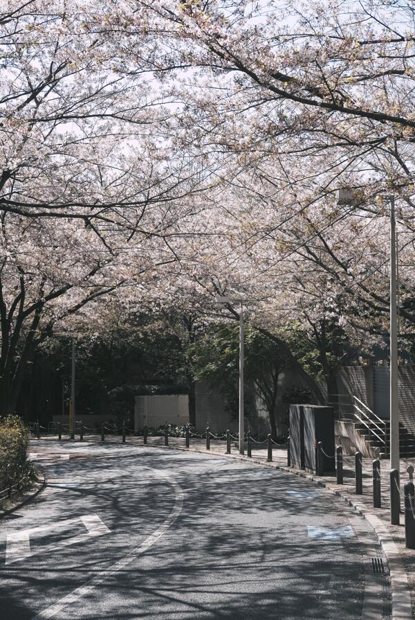 樱花街头日本道路自然背景素材