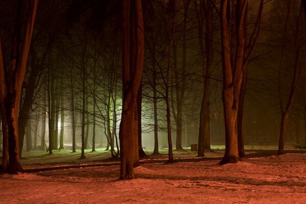 森林夜景图片