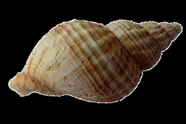 螺旋形状的海螺免抠png透明图层素材