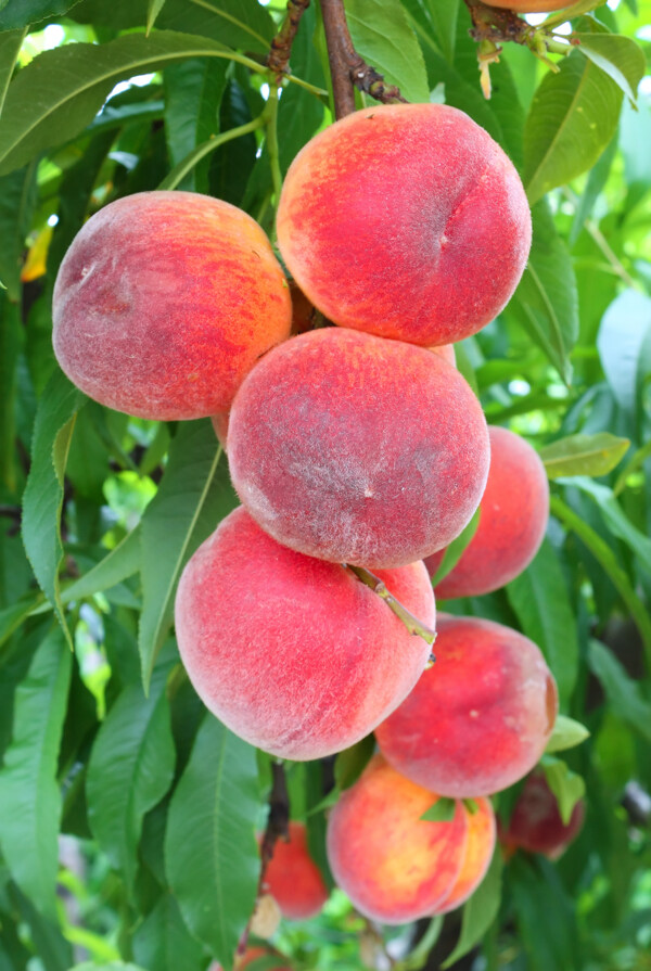 桃子树上的桃子图片
