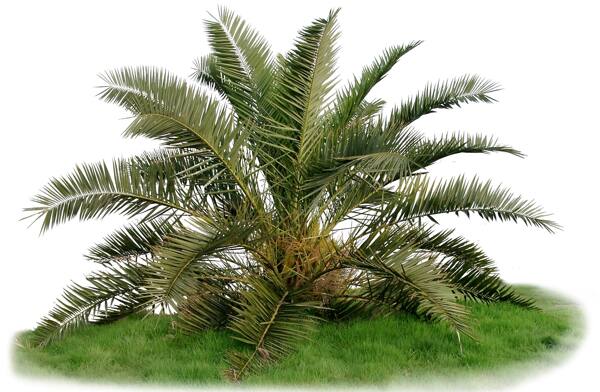 植物素材