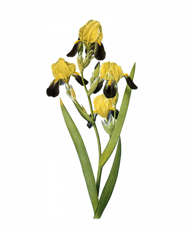 位圖寫實(shí)花卉藝術(shù)效果水彩花卉免費(fèi)素材