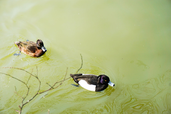 动物园池塘游泳的野鸭