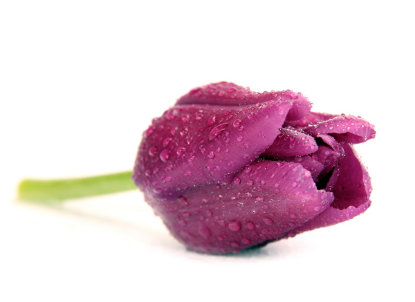 一朵紫色郁金香图片