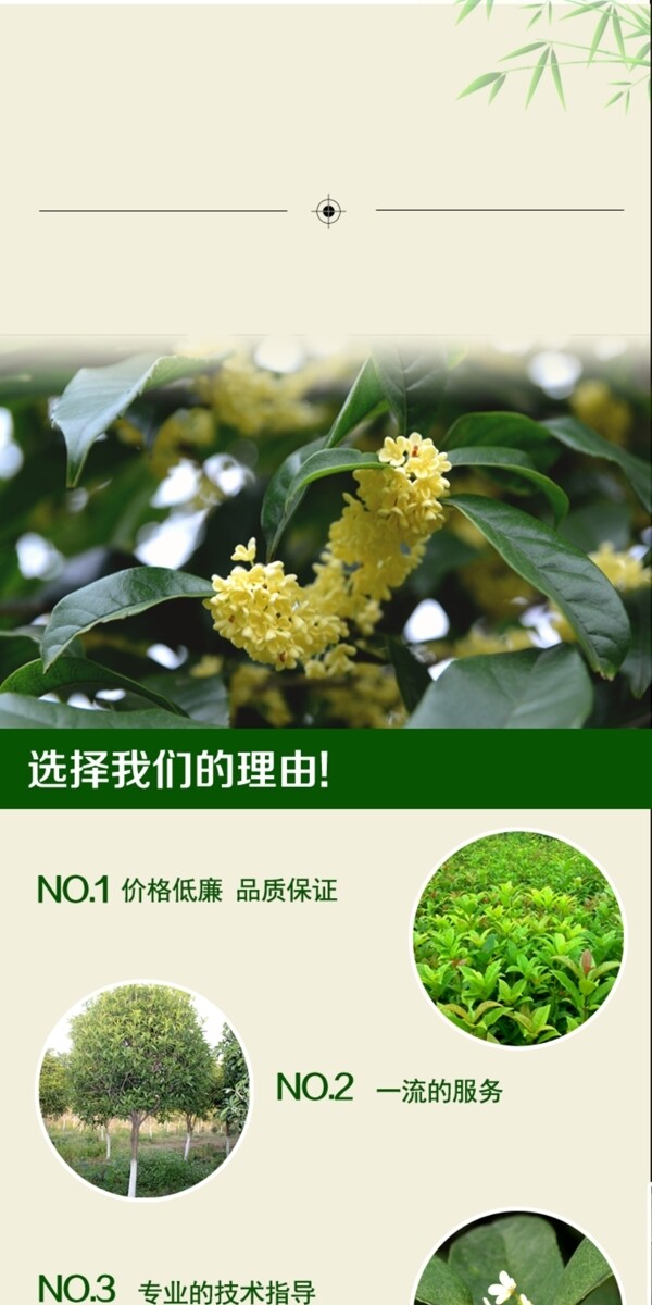 桂花詳情頁