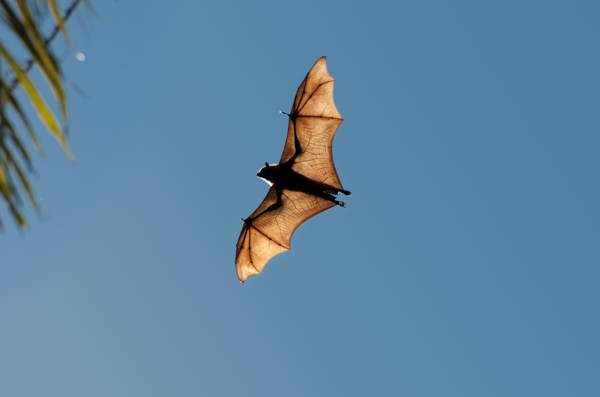 空中飞行的蝙蝠图片