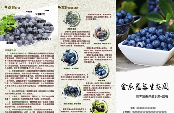 蓝莓折页广告