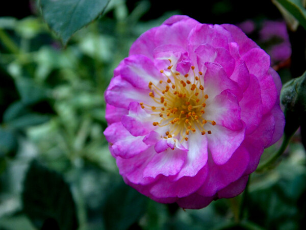 月季花圖片