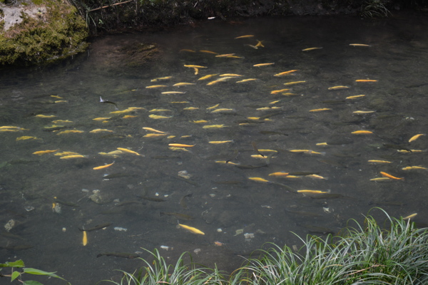 小魚圖片