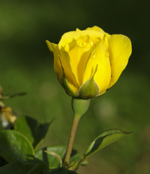 位圖植物攝影寫(xiě)實(shí)花卉花朵玫瑰免費(fèi)素材