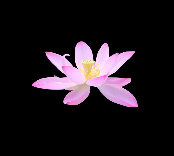 位圖植物花朵荷花寫實(shí)花卉免費(fèi)素材