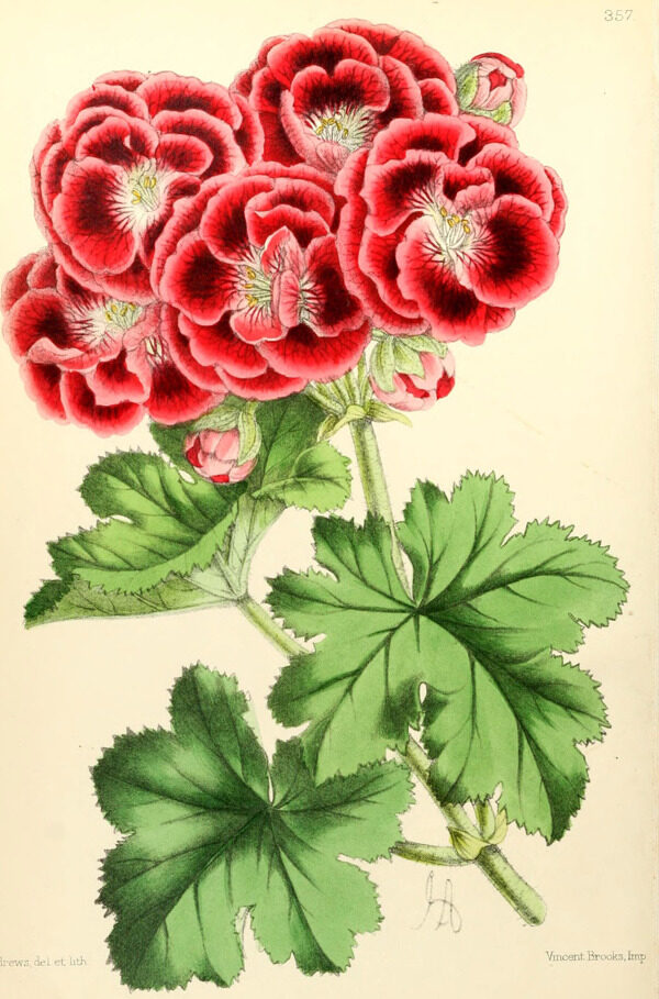 植物插畫(huà)