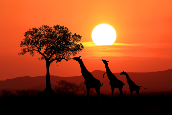 非洲日落剪影