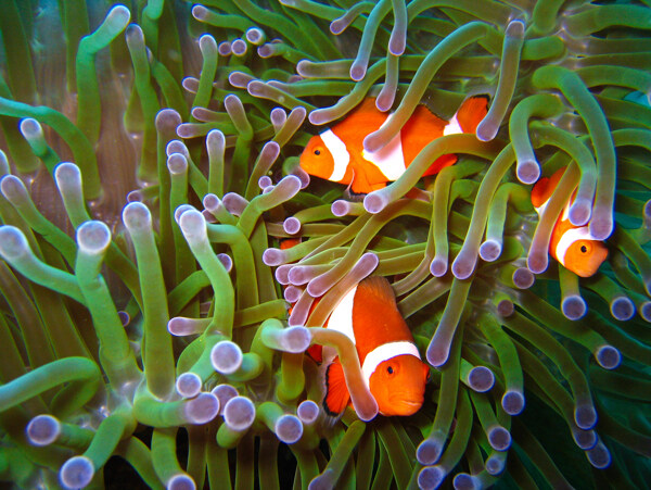熱帶海洋珊瑚小丑魚圖片