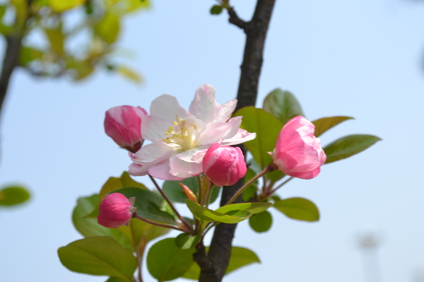花海堂花蕊圖片
