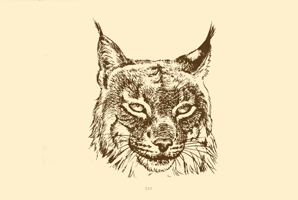 動物圖案貓圖片