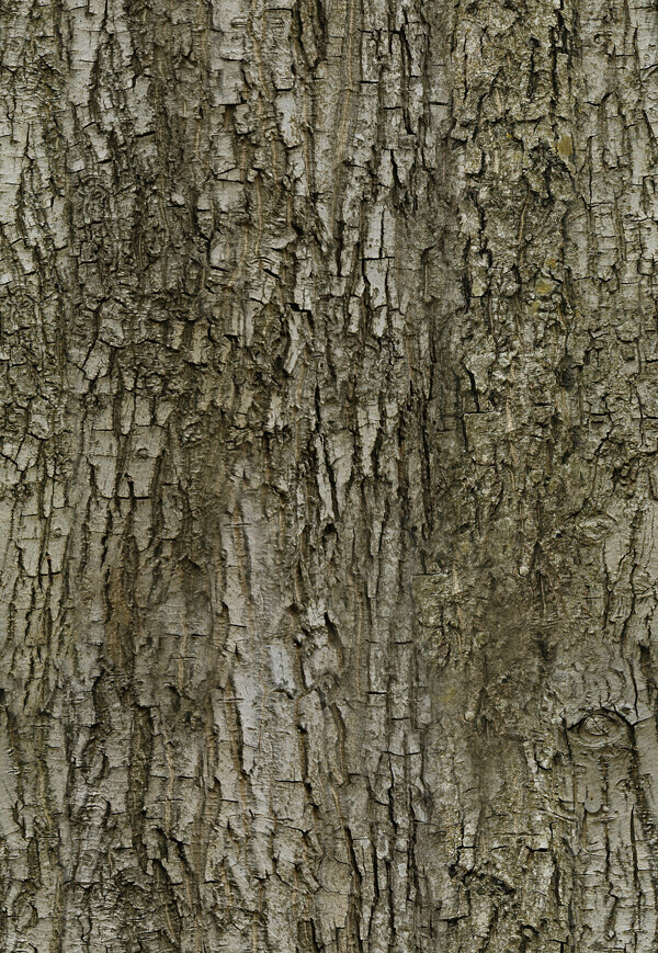 Tree樹(shù)01