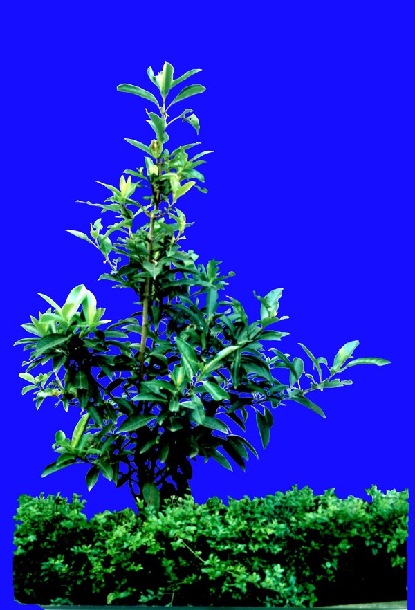 植物貼圖素材JPG0650