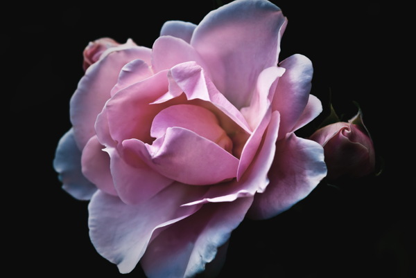 浪漫粉玫瑰图片