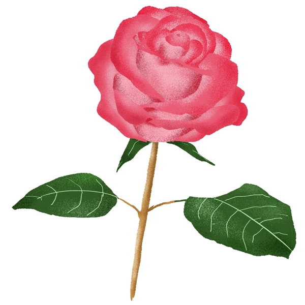 女神节女人玫瑰花精致美丽