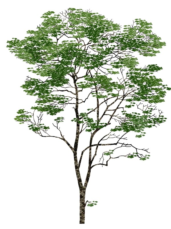 植物素材圖片