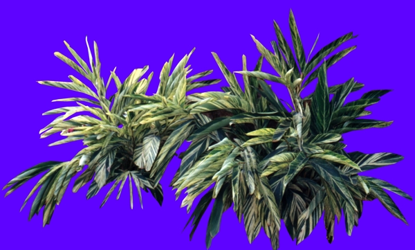 盆栽044植物素材